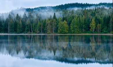 Trees reflect on lake